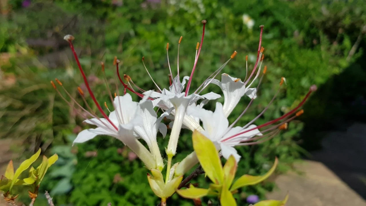 R. arborescens